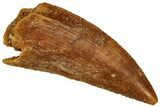 Serrated Raptor Tooth - Real Dinosaur Tooth #298201-1